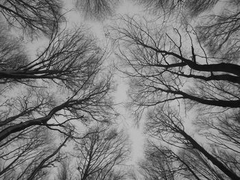 Low angle view of bare trees against sky