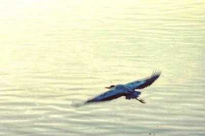 Bird flying over the sea