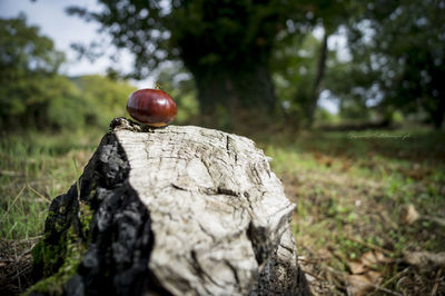 Close-up of mushrooms growing on tree in forest