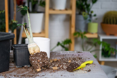 Close-up of potted plant on table