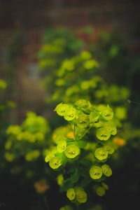 Close-up of yellow leaves