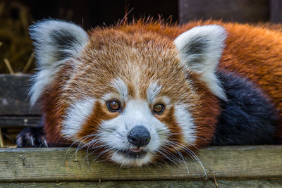 Red panda.  