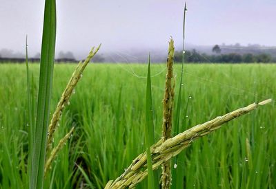 Close-up of wheat growing on field against sky