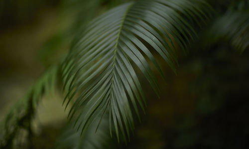 Tropical green leaves on background, nature summer forest plant concept.