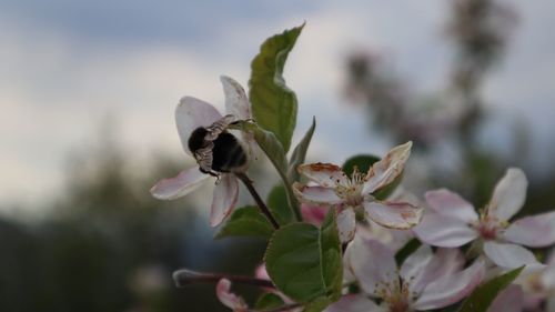 Close-up of flowering plant