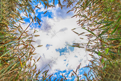 Low angle view of trees against sky