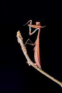 Close-up of insect over black background
