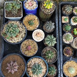 Full frame shot of potted plants