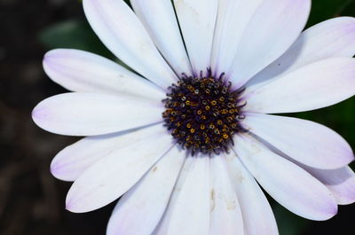 Close-up of white daisy flower