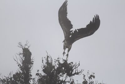 Low angle view of eagle flying against clear sky