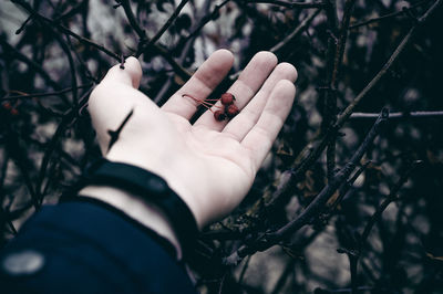 Cropped hand holding fruits by plant