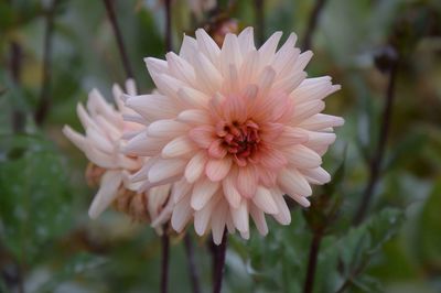 Close-up of flower blooming outdoors