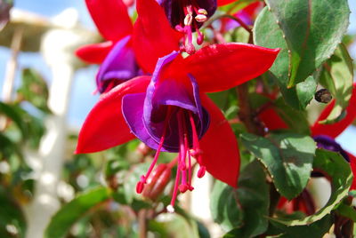 Close-up of insect on red flower