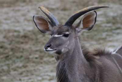 Close-up portrait of animal