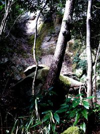 Close-up of plants against trees