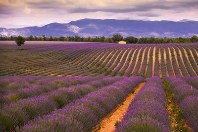 Scenic view of lavender field against sky