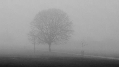 Bare tree on landscape against sky