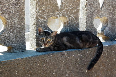 Portrait of cat resting on concrete outdoors