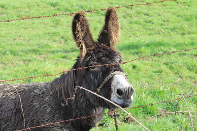 View of a horse on field