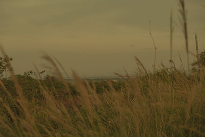 Scenic view of field against sky during sunset