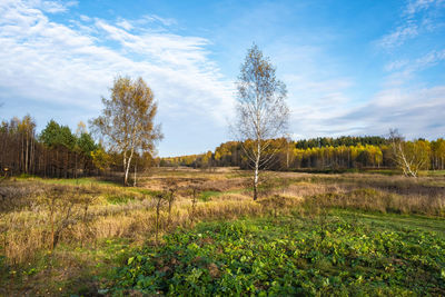 Plants growing on field against sky