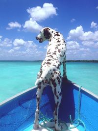 Dalmatian dog standing on boat in sea