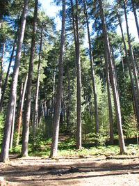 View of trees in forest