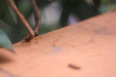 High angle view of crab on plant