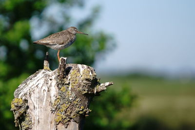 Close-up of bird perching on wooden post