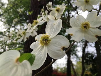 Close-up of fresh white flowers blooming on tree