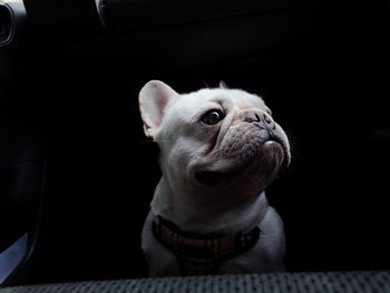 Close-up of a dog looking away