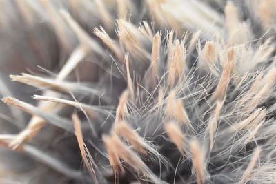 Close-up of fur