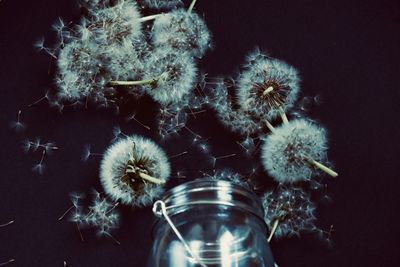 Close-up of dandelion against white background