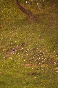 High angle view of lizard on field