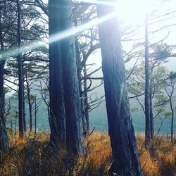 Trees in forest