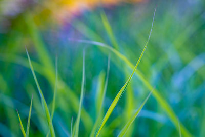 Close-up of grass growing on field