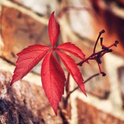 Close-up of red leaves