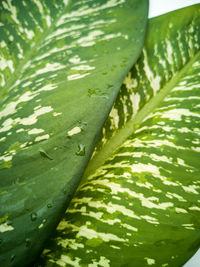 Full frame shot of green leaves