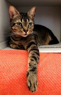 Close-up portrait of a cat