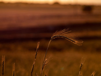 Close-up of plant in field