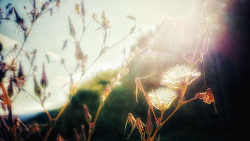 Close-up of plants against blurred background