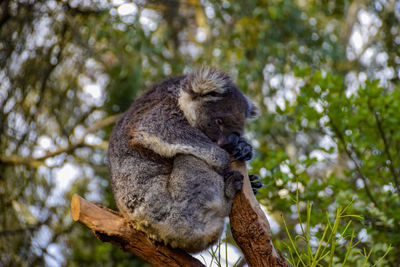 Low angle view of a monkey on tree