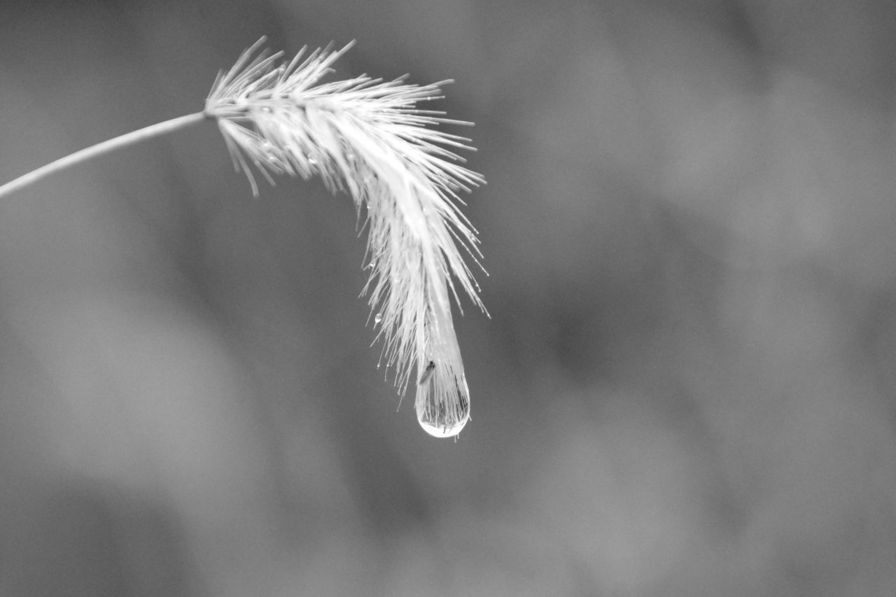 water, animal themes, one animal, close-up, wildlife, animals in the wild, nature, fragility, focus on foreground, beauty in nature, drop, selective focus, insect, no people, day, motion, outdoors, wet, reflection, freshness