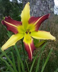 Close-up of yellow flower