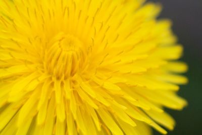 Close-up of yellow flower
