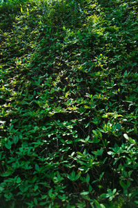 High angle view of bamboo trees in forest