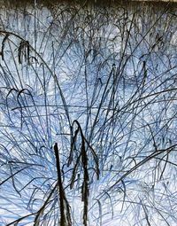 Low angle view of bare trees against sky