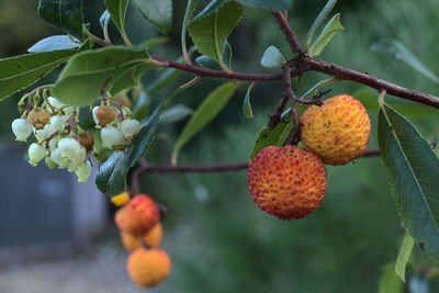 Fruto proibido