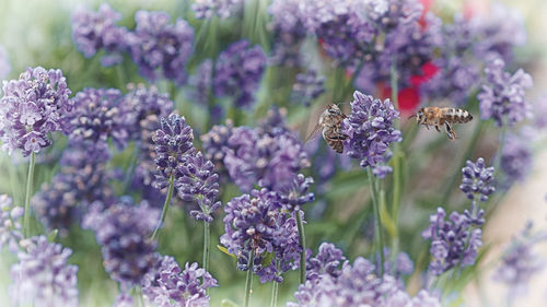 Close-up of butterfly pollinating on purple flower