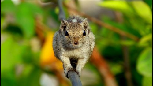 Close-up of an animal